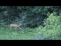 Srnica (roe doe) 5.9.2007
