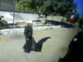 videos de Omnibus De Mexico