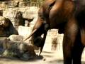 videos de Trunk in his Junk