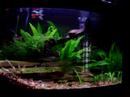 My nature aquarium:- Guppies- Echinodorus amazonicus- Vesicularia dubyana- Echinodorus tenellus- Cryptocoryne undulata 