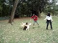 Fairieland Collies no Ibira