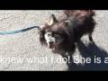 PomRescue.com's Tootles(watch in high quality) on her first day in rescue