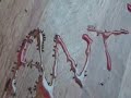 Tiny Ant art   Time lapse