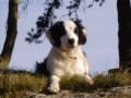 recopilacion fotos asturias  / aint no mountain high enough