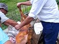 Pós-Matança do Porco III