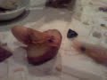Shrimp Files Ep1