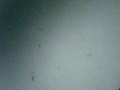 videos de Artemias