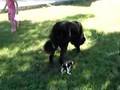 JAMPA (i molossi del tibet kennel) at 7.5 months old