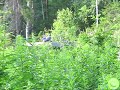 Kyyhkynruokintapaikka 1/2