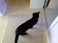 My cats playfighting, Merlin and Nermal. My cats playfighting, Merlin and Nermal.