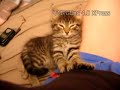 Un chaton qui a sommeil Un chaton qui a sommeil