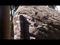 Kilimanjaro Safari Expedition with Animal Sightings and Guide's Description at Animal Kingdom