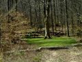 Whispering Tree, sacred meeting place of the Chickasaw Tribe