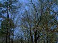 Whispering Tree, sacred meeting place of the Chickasaw Tribe