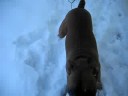 Boxer Puppy in Snow