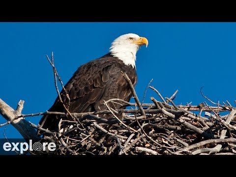 Live-Cam: Vgel - Bald Eagle / Weikopfseeadler - Horst (Channel Islands National Park, Kalifornien, USA) 