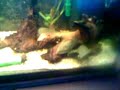 Panaque cf. Nigrolineatus (L330) Fighting!!!!