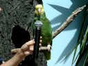 Fly me to the zoo