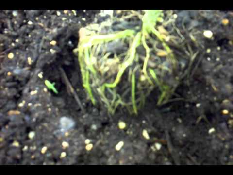 how to grow ak 47 indoors