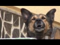 brasov en Roumanie vidéo 2
