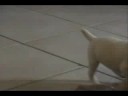 George Parson Russell Terrier