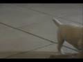 George Parson Russell Terrier