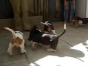 basset-hounds 7