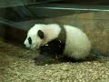 Baby Panda - Zoo Atlanta