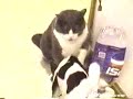 Cat vs Dog