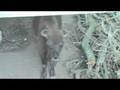 Tierparkbern Film 1