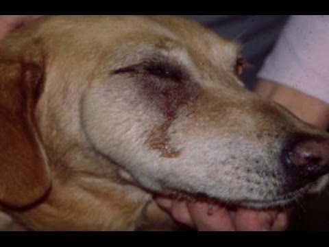 how to treat a periapical and a apex abscess on tooth