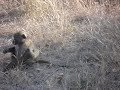 Chacma Baboons at Kruger Park Chacma Baboons at Kruger Park