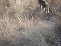 Chacma Baboons at Kruger Park 