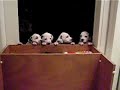 dalmatian puppies dalmatian puppies