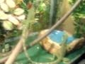 videos de (Chinese Water Dragon Care And SetUp]