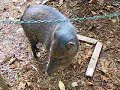 White Collared Peccary In Costa Rica