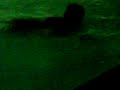 Peter & Ryan Docherty (Jumping Into The Swimming Pool At Night) Peter & Ryan Docherty (Jumping Into The Swimming Pool At Night)