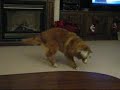 Nova Scotia Duck Toller and Kong