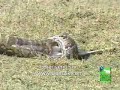 serpent