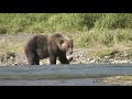 Kodiak bears katmai