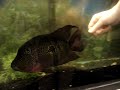 Cichlid - Human Interaction