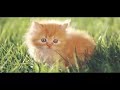 Piracy Video