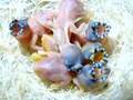 Diamanti Di Gould di un giorno