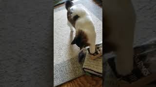 Gato Cymric jugando - Cymric cat playing