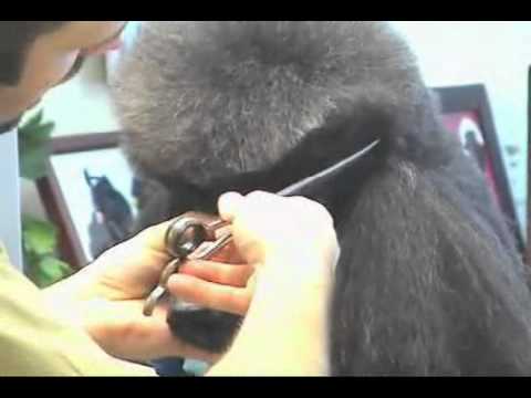 Super Styling Session Standard Poodle Grooming Tips