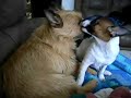 Someones in love with my baby cairn terrier Someones in love with my baby cairn terrier