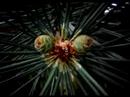 musics by clelia felix (from the album 