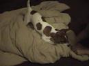 Jack Russell Terrier Tuffer Digging