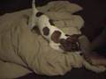 Jack-Russell-Terrier