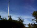 Nancy Today: A hawk on the wires. Red shouldered?